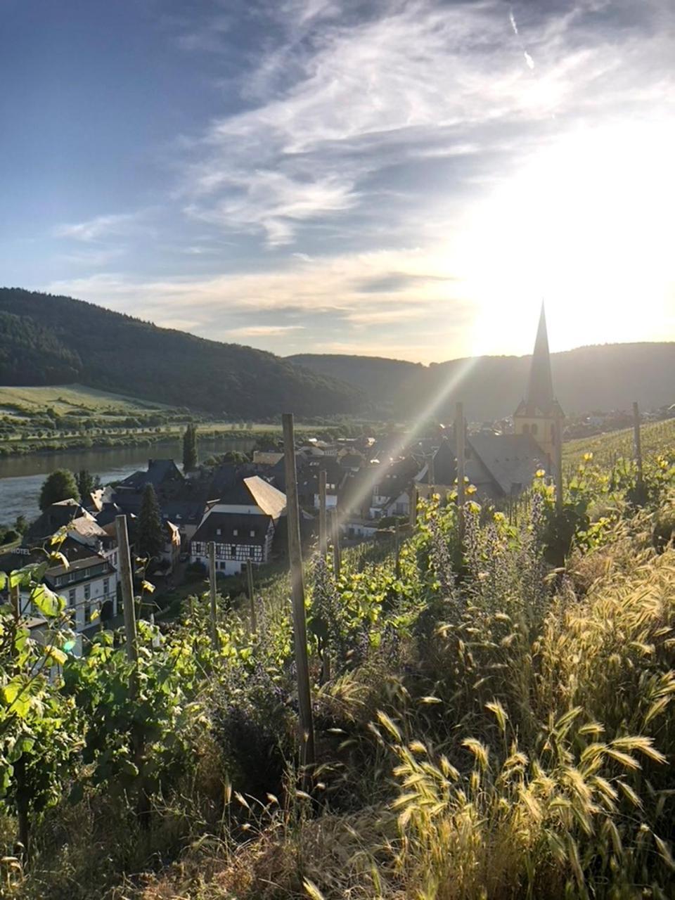Gemuetliches Rosenburgblick In Moselnaehe
